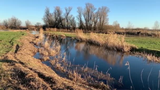 Paesaggio Autunnale Del Fiume Havel Havelland Germania Salici Lungo Riva — Video Stock