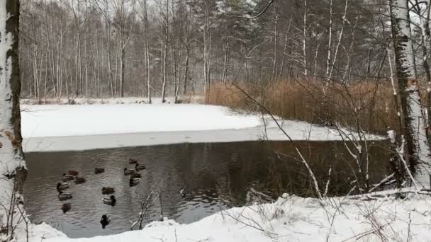 Grupo Patos Mallards Nadando Estanque Congelado Invierno Clip De Vídeo