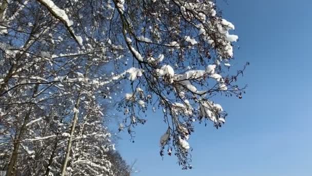 树梢上的雪 — 图库视频影像