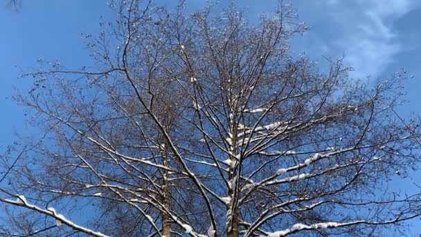 Сніг Гілках Вільхи Блакитне Небо — стокове відео