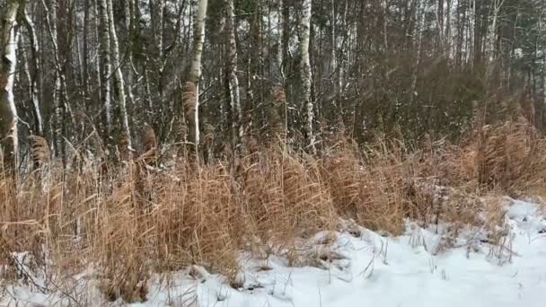 Sníh Zimě Jezera Silt Stébla Okraji Lesa Stock Video