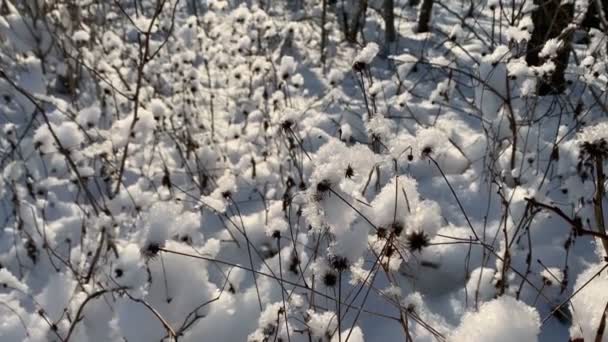 Neve Sui Semi Dei Cardo Inverno — Video Stock