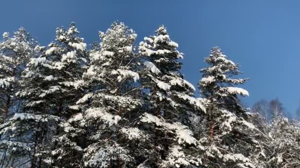 Grupos Abetos Cubiertos Nieve Contra Cielo Azul Clip De Vídeo