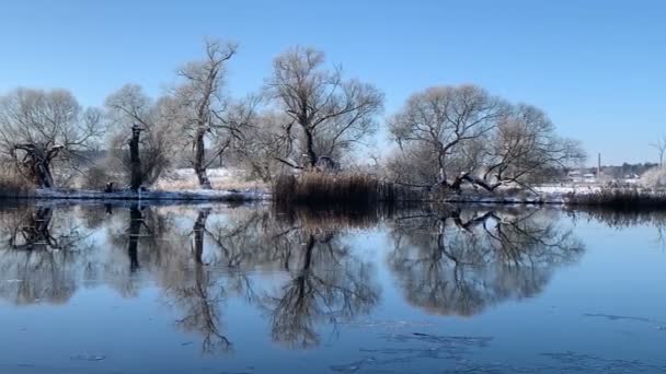 Sunny Winter Landscape Riverbank Willow Trees Covered Hoarfrost Havel River — Stock Video