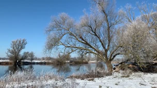 Zonnig Winterlandschap Aan Oever Van Rivier Wilgenbomen Bedekt Met Rietvorst — Stockvideo