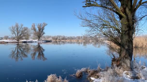 Paisagem Ensolarada Inverno Margem Rio Salgueiros Cobertos Geada Rio Havel — Vídeo de Stock