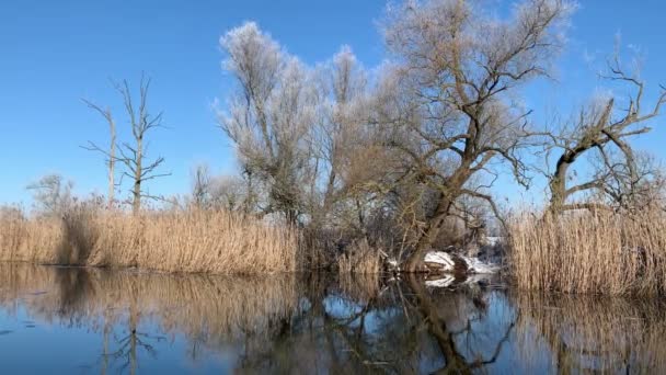 Slunečná Zimní Krajina Břehu Řeky Vrby Pokryté Chraplavým Mrazem Řeka Stock Záběr