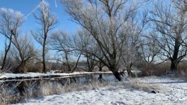 Nehir kıyısındaki güneşli kış manzarası. Ağaç donuyla kaplı söğüt ağaçları. Brandenburg 'da Havel Nehri (Almanya)