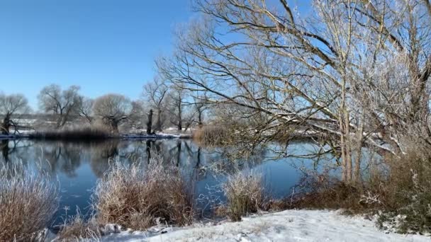 Sunny Winter Landscape Riverbank Willow Trees Covered Hoarfrost Havel River — Stock Video