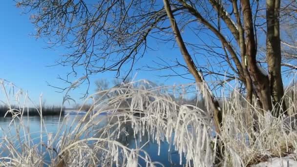 Çimenler Dondu Rüzgârda Dondular Karlı Kış — Stok video