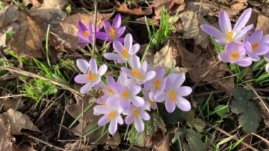 Bal arısı tarlada sırık arıyor.