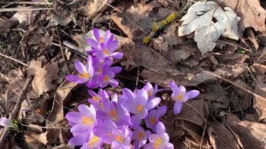 Bal arısı tarlada sırık arıyor.