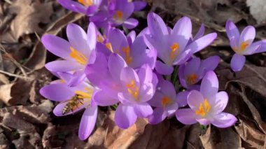 Bal arısı tarlada sırık arıyor.