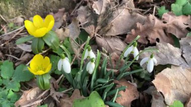 Çiçekli kış kurtçuğu ve kar damlası.