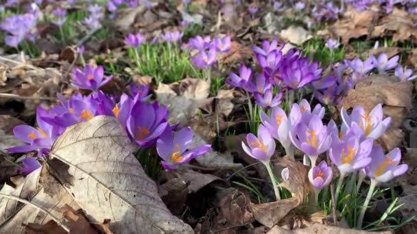 春に紫斑の開花 — ストック動画