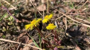 Petrol böceği (Meloe proscarabaeus) coltsfoot yapraklarını yer. Yabani kum arılarının paraziti.
