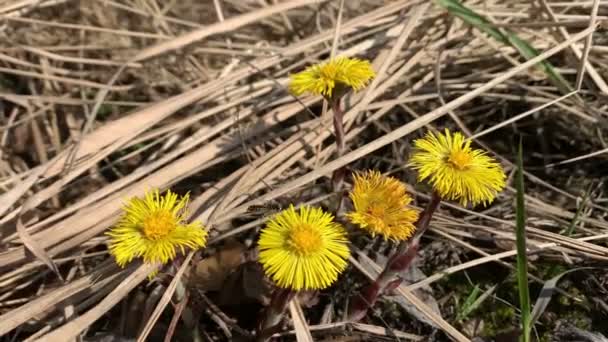 Abelhas Selvagens Forragem Para Néctar Flor Coltsfoot Floração — Vídeo de Stock