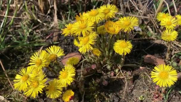 Wilde Bijen Zoeken Nectar Bloeiende Coltsfoot Bloem — Stockvideo