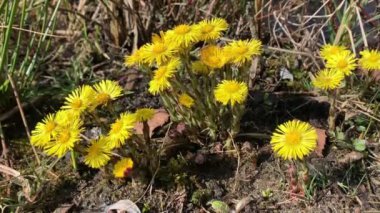 İlkbaharda çiçekler içinde Coltsfoot.