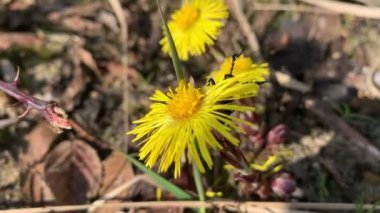 Petrol böceği (Meloe proscarabaeus) coltsfoot yapraklarını yer. Yabani kum arılarının paraziti.