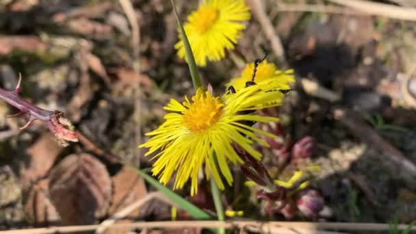 Oil Beetle Meloe Proscarabaeus Eats Petals Coltsfoot Parasite Wild Sand — Stock Video