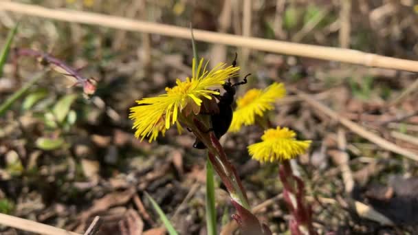 Масляной Жук Meloe Proscarabaeus Ест Лепестки Coltsfoot Паразит Диких Песчаных — стоковое видео