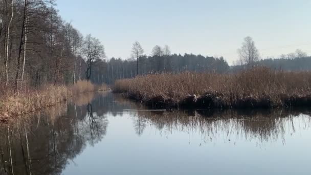 Solig Dag Vid Dammen Med Vass Stranden Vattenreflektion Våren — Stockvideo