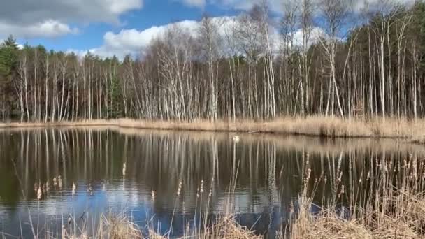 Día Soleado Estanque Con Cañas Orilla Reflejos Agua Primavera — Vídeo de stock