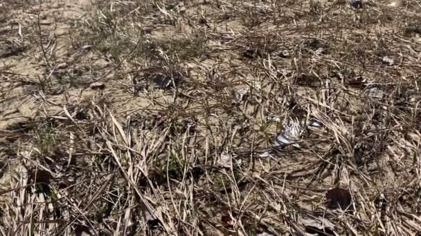 Hatched Male Sand Bees Fly Dry Grassland Search Females — Stock Video