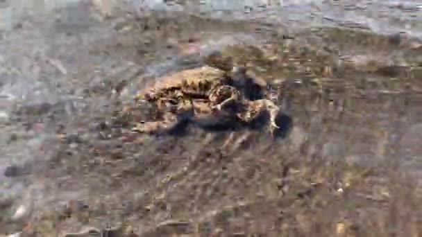 Pair Toads Pond Mating Season Spring — Stock Video