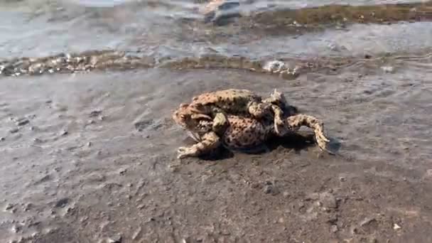 Pair Toads Pond Mating Season Spring — Stock Video