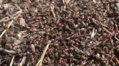 Kızıl orman karıncaları güneşin altındaki karınca yuvasında sürünürler..