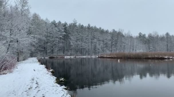 Снежное Озеро Зимой Отражение Воды Лесу — стоковое видео