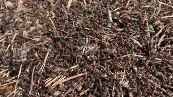 Mravenci Červeného Lesa Plazí Mraveništi Slunci — Stock video