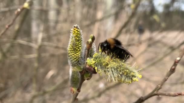 Bumblebee Zbiera Pyłek Kotłach Wierzby — Wideo stockowe