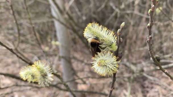 Bumblebee Söğüt Çiçekleri Üzerine Polen Topluyor — Stok video