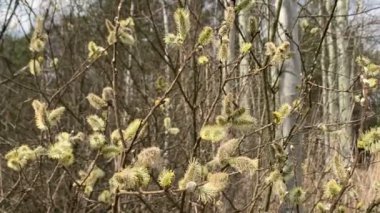 Baharda çiçek açan söğüt ağacı. Kamera yukarı doğru dönüyor. Willow catkin