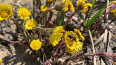 Madenci arı, tay çiçeği tozlaştırır..