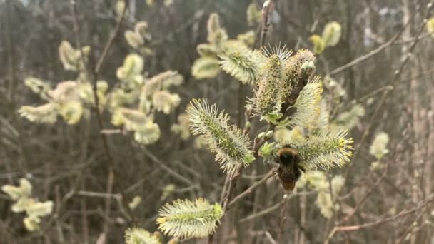 Bumblebee Söğüt Çiçekleri Üzerine Polen Topluyor — Stok video