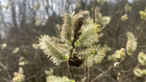 Bumblebee Zbiera Pyłek Kotłach Wierzby — Wideo stockowe