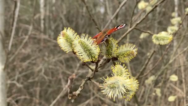 Tavuskuşu Kelebeği Söğüt Kabuklarından Polen Toplar — Stok video