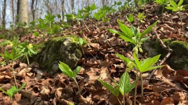 Drooping Bittercress Cardamine Enneaphyllos Bloom Beech Forest — Stock Video