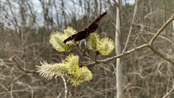 Tavuskuşu Kelebeği Söğüt Kabuklarından Polen Toplar — Stok video