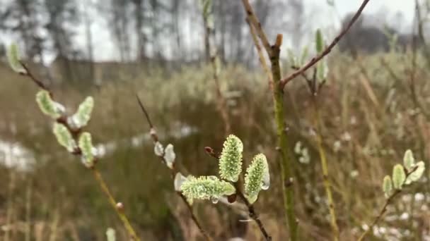 Lód Pokrywa Kwitnące Kotły Wierzby — Wideo stockowe