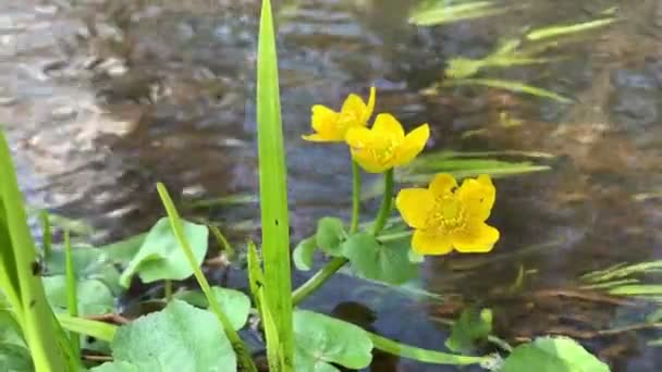 Calendule Palude Fioriscono Flusso Acqua — Video Stock