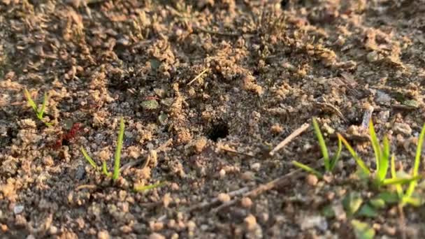 Ευρωπαϊκή Φωτιά Μυρμήγκι Καθαρίσει Τις Μικρές Πέτρες Από Λαγούμι Τους — Αρχείο Βίντεο