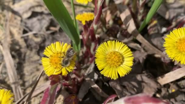Mining Bee Pollinates Coltsfoot Flower — Stock Video
