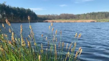 Reed çiçek açtı. Baharda göl kenarındaki manzara. Huş ağaçlarında taze filizler