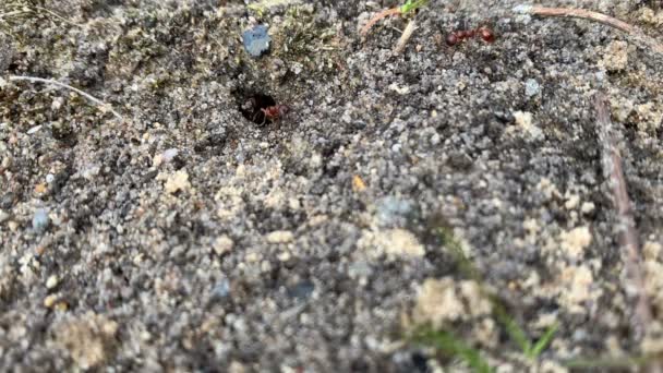 Ants Drag Small Stones Out Underground Burrow Stock Footage