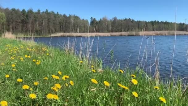 Baharda Gölet Karahindibalar Çiçek Açıyor Suyun Üzerinde Küçük Dalgalar Var Telifsiz Stok Çekim